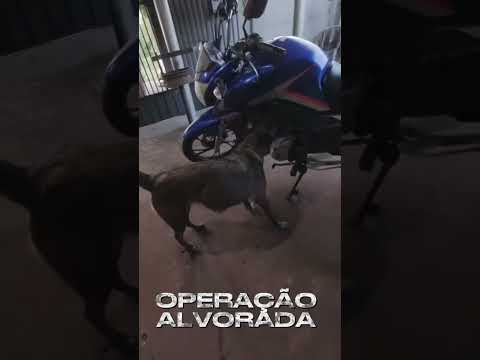 Operação Alvorada: Polícia Militar prende sete pessoas e apreende drogas em Campina Verde