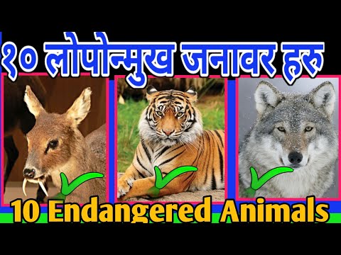 नेपालका अति दुर्लभ १० जनावर हरु  || 10 Endangered Animals of Nepal || Rare Animals Of Nepal