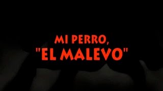 Mi perro el Malevo - Florencio Molina Campos - Osiris Rodríguez Castillo - José Martín Luengo