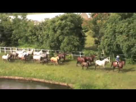 BRANCO DI FATTRICI CON PULEDRI