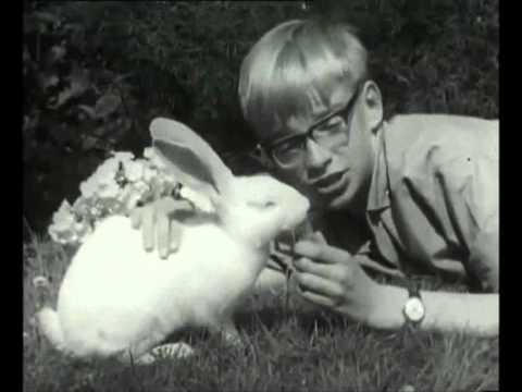 Konijnen video thumbnail