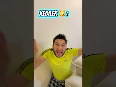 Köpekler vs kediler tuvalete çıkma