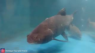 Radiant Fish World - Aquarium - Cox's Bazar, Bangladesh