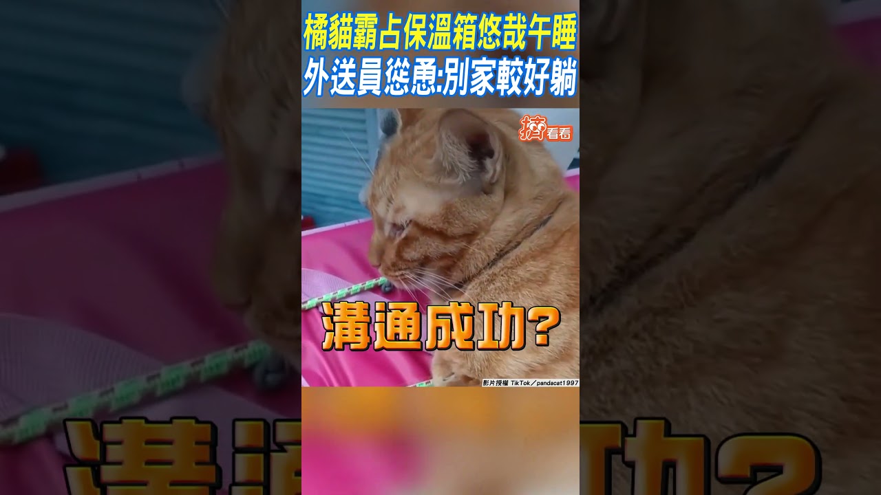 影音／橘貓霸占保溫箱悠哉午睡　外送員慫恿：別家較好躺