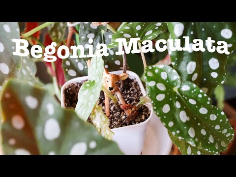 栽培シート ベゴニア マクラータ 水玉模様 アドバイス 植え付け 水やり 展示会 植え替え 挿し木 剪定