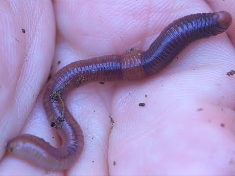 Colgate University Team Visits Adirondacks To Study Earthworms