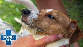 Tiny Dog Is Frothing At The Mouth | Bondi Vet Full Episode