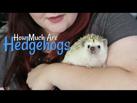 download lagu mp3 mp4 Cheap Hedgehogs, download lagu Cheap Hedgehogs gratis, unduh video klip Cheap Hedgehogs