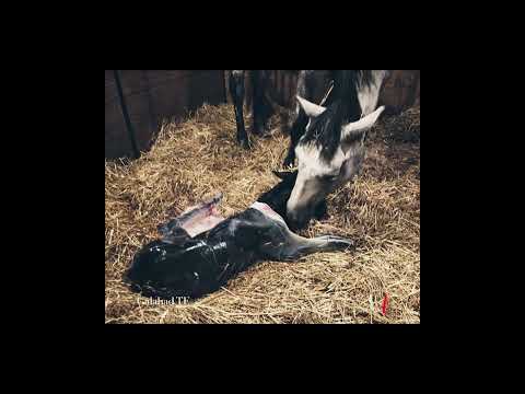 Romeo's First 2 Weeks