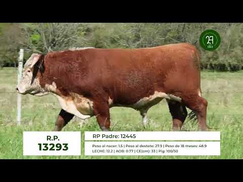 RP 13293 TORO HEREFORD
