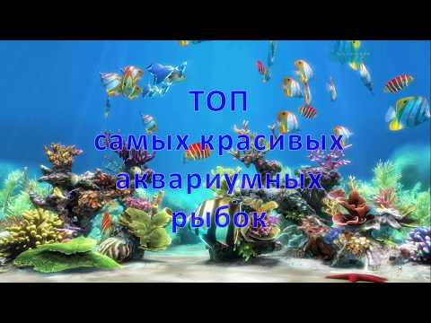 Топ самых красивых аквариумных рыбок. Top most beautiful aquarium fish.