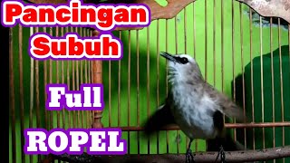 Download lagu Pancingan Subuh Trucuk Gacor Full Ropel Panjang,Cocok Buat Pengganti Alarm mp3