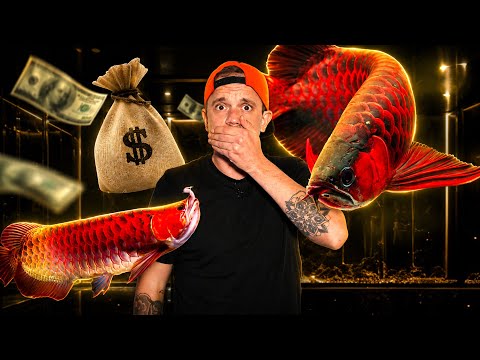 CE POISSON PEUT VALOIR LE PRIX D’UNE MAISON !-TOOPET
