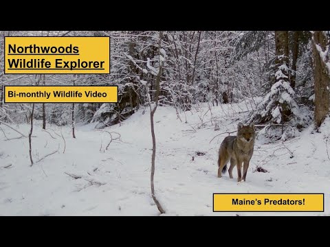 MAINE'S PREDATORS!   HD 1080p