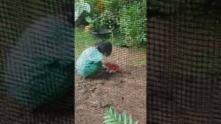 Download lagu story wa lucu terbaru anak kecil(1) mp3 Download lagu story wa lucu terbaru anak kecil(1) mp3