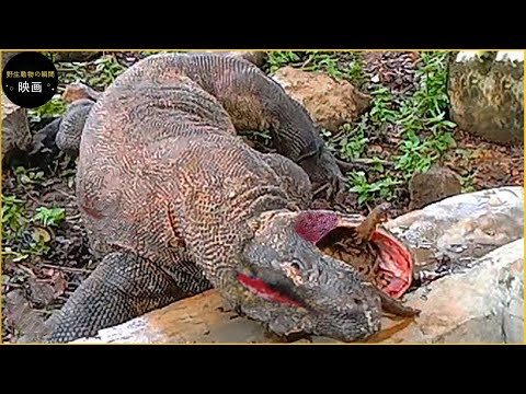 コモドオオトカゲには毒があるのでしょうか?