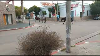 La animales se adueñan de las calles
