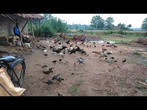 Pure Desi Kukuda Farm in odisha