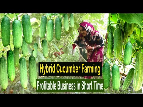 , title : 'How to Grow Cucumber from Seed - Cucumber Farming - How to Start Business Cucumber Cultivation'