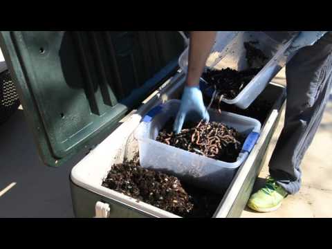 HOW2 make Organic Worm Bedding for growing the SUPER WORM (Part 2)