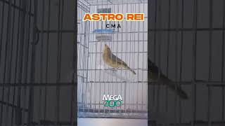 ASTRO REI CMA