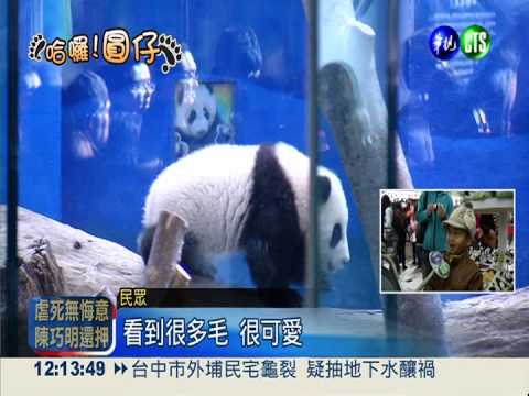 圓仔見客首週末 人潮綿延2公里