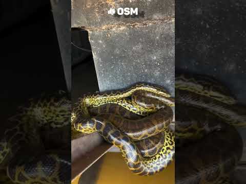 Sucuris são flagradas enroladas em flutuante no Rio Taquari, em Coxim