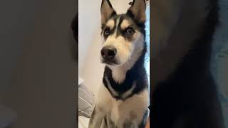 Have you ever seen a Husky speaking English? #dogshorts
