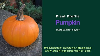 Pumpkin Plant Profile