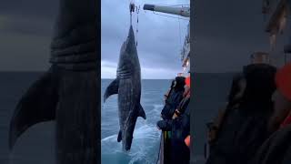 Download lagu Prehistoric Megahark😲#nature #sea #art #usa #love #america #scenery #trending #peaceful #beauty mp3 Download lagu Prehistoric Megahark😲#nature #sea #art #usa #love #america #scenery #trending #peaceful #beauty mp3