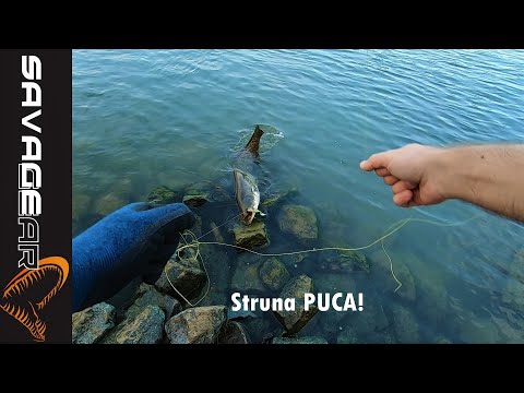 I ovakve stvari se desavaju - Varalicarenje soma - Angeln am Rhein