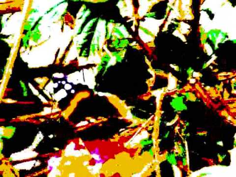 Milonga del Angel - Anja Bukovec.