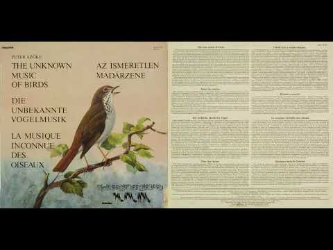 ▒ The Unknown Music of Birds