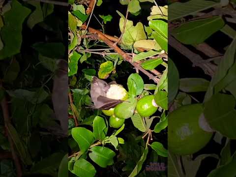 Bat eating fruit at midnight on tree #youtubeshorts #cuteanimals #short