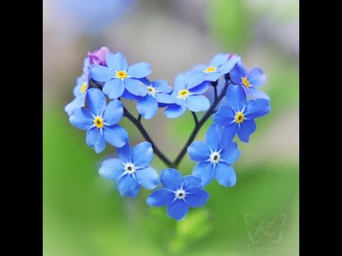 "Незабудка"