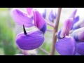 Bugs and flowers 