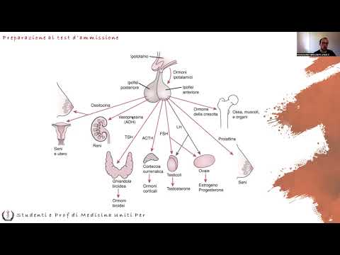 Anatomia e Fisiologia - Endocrino