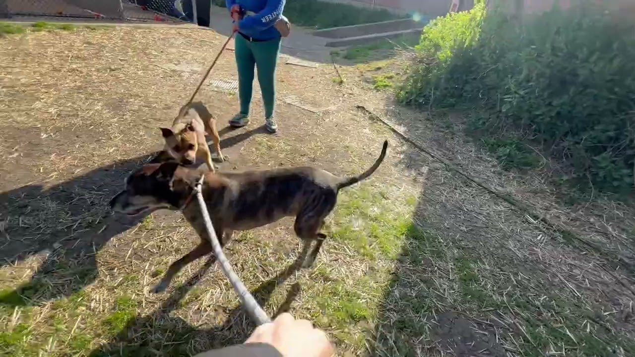 Enlarge Bruce Almighty, an adopted Pit Bull Terrier in Chicago, IL video 5/6