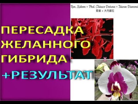 Пересадка ОРХИДЕИ,о которой МЕЧТАЛА+РЕЗУЛЬТАТ!Ren.Kalsom x phal.(Taisuco Desirious x Taivan Diamond)