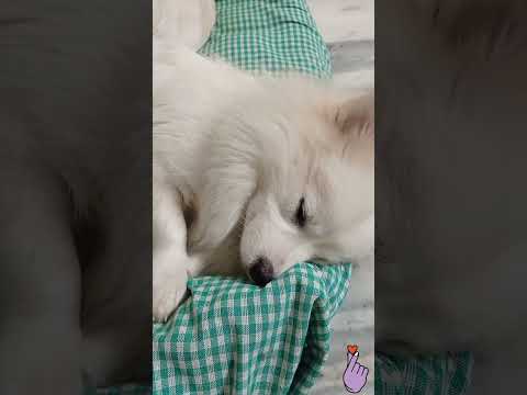 cute sleeping😴😴 mood brovo vs kotaro #shots