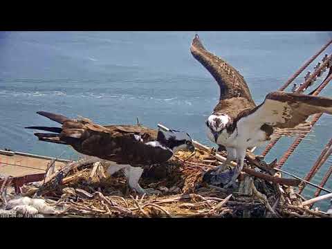 Fish Exchange - April 9