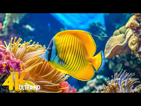 Aquarium 4K VIDEO (ULTRA HD) ???? Beautiful Coral Reef Fish - Relaxing Sleep Meditation Music #53