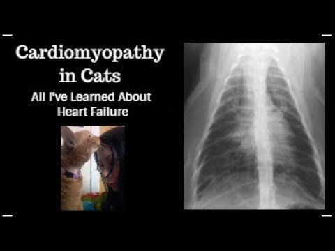 Heart Failure In Cats | EMOTIONAL