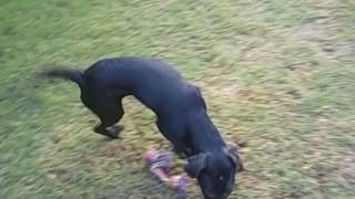 Daisy und Demmy Video 1