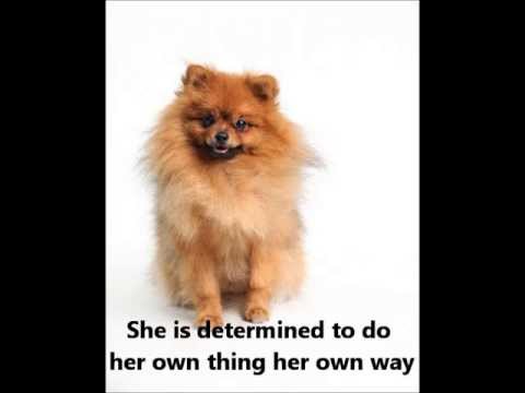 Pomeranian