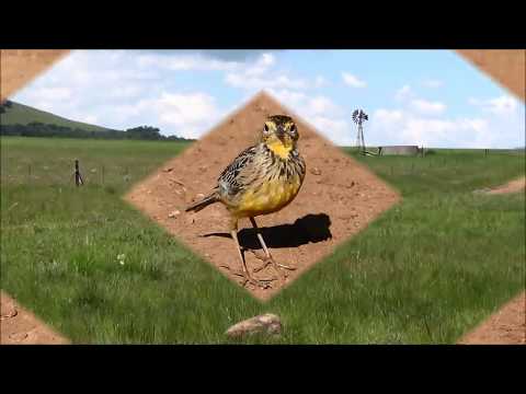 Wakkerstroom - part of the Over Langberg route and  some of the birds and beautiful Landscapes s...