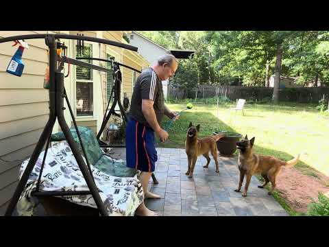 Relaxing in My Backyard with Nero and Lesye | Serene Moments with My Dog #dog #dogslove