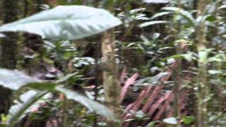 Wild Cagou - Blue River National Park, New Caledonia