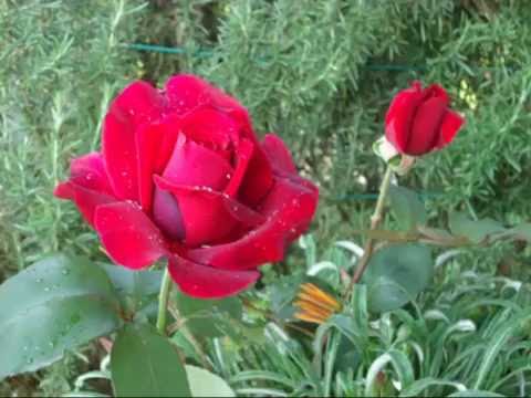 YESTERDAY (J. Lennon/P. McCartney) - Esperanto cover: HIERAŬ, MI (Emanuele Rovere.