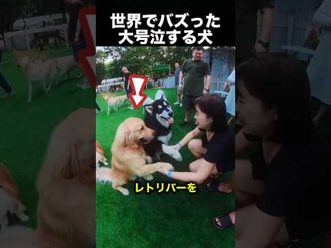 犬同士のトラブルがまさかの展開に...